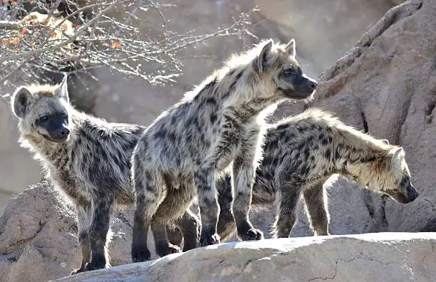 Pack of Hyenas