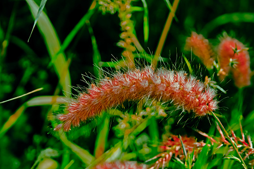 African fountain grass, Tender fountain grass, Fountain grass, Purple fountain grass, Pennisetum setaceum