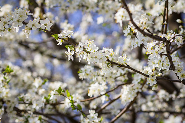 istock Flowers of the cherry blossoms on a spring day 474228908