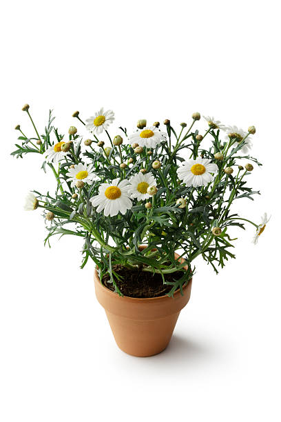 istock Gardening: Marguerite in Plant Pot 474229700