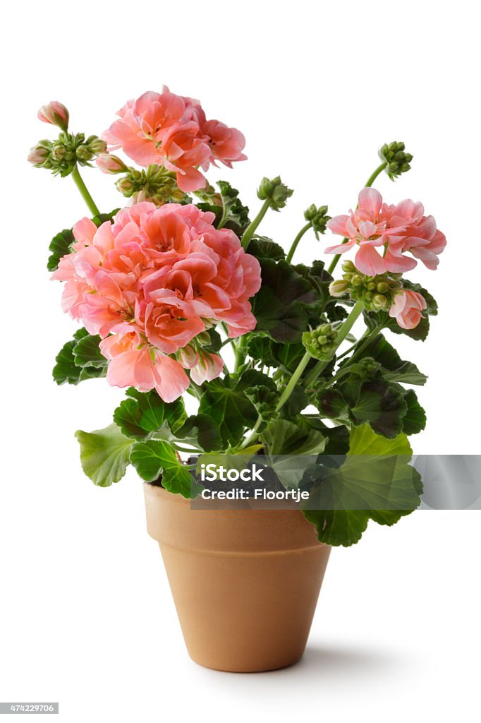 Foto de Jardinagem Gerânio Em Vaso De Plantas e mais fotos de stock de  Gerânio - Flor temperada - Gerânio - Flor temperada, Vaso de flor, Flor -  iStock