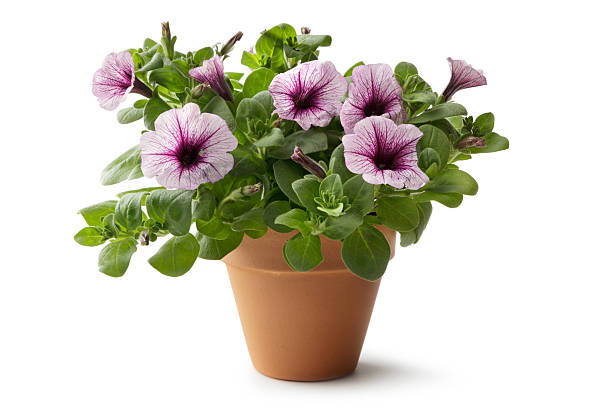 Gardening: Flower in Plant Pot