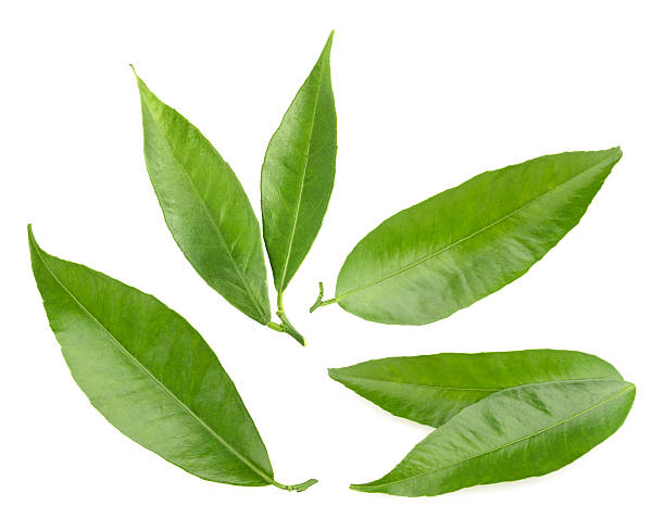 istock tangerine leaves isolated 474230108