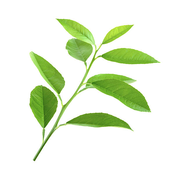istock lemon tree in the pot isolated on white 474230590