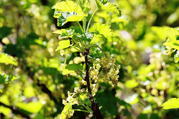 istock currant red bush - fresh currant leaves and flowers May 474230906