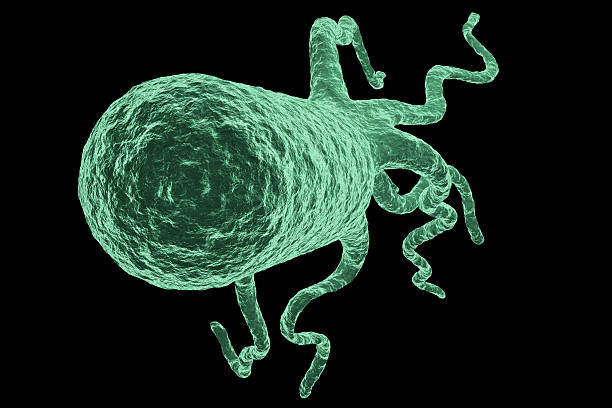 столбчатая форма бактерий с flagella изолированные - bacterium magnification high scale magnification green стоковые фото и изображения