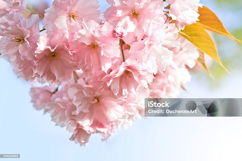 Sakura. Cherry Blossom in Springtime Springtime, Cherry Blossom, Flower, Sakura, Cherry Tree, Nature 2015 Stock Photo