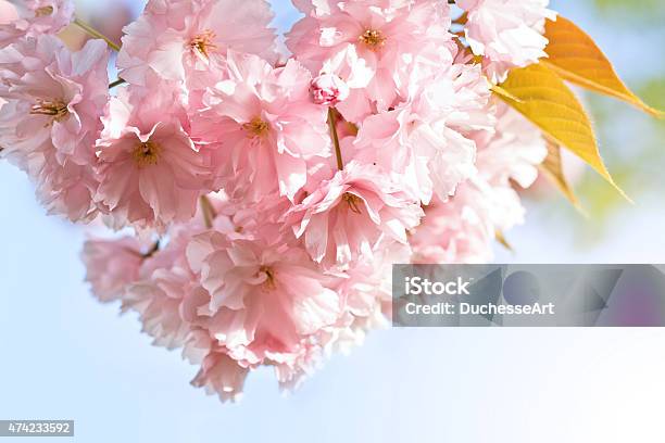 Sakura Cherry Blossom In Springtime Stock Photo - Download Image Now - 2015, Backgrounds, Beauty In Nature