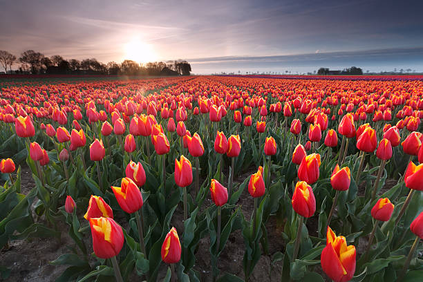 istock sunrise over red tulip field 474234258