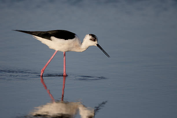 istock Black-winged stilt, Himantopus himantopus 474234668