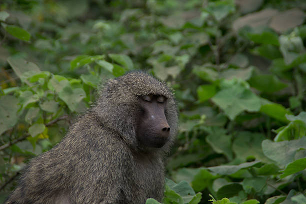 Macaco antropoide - fotografia de stock