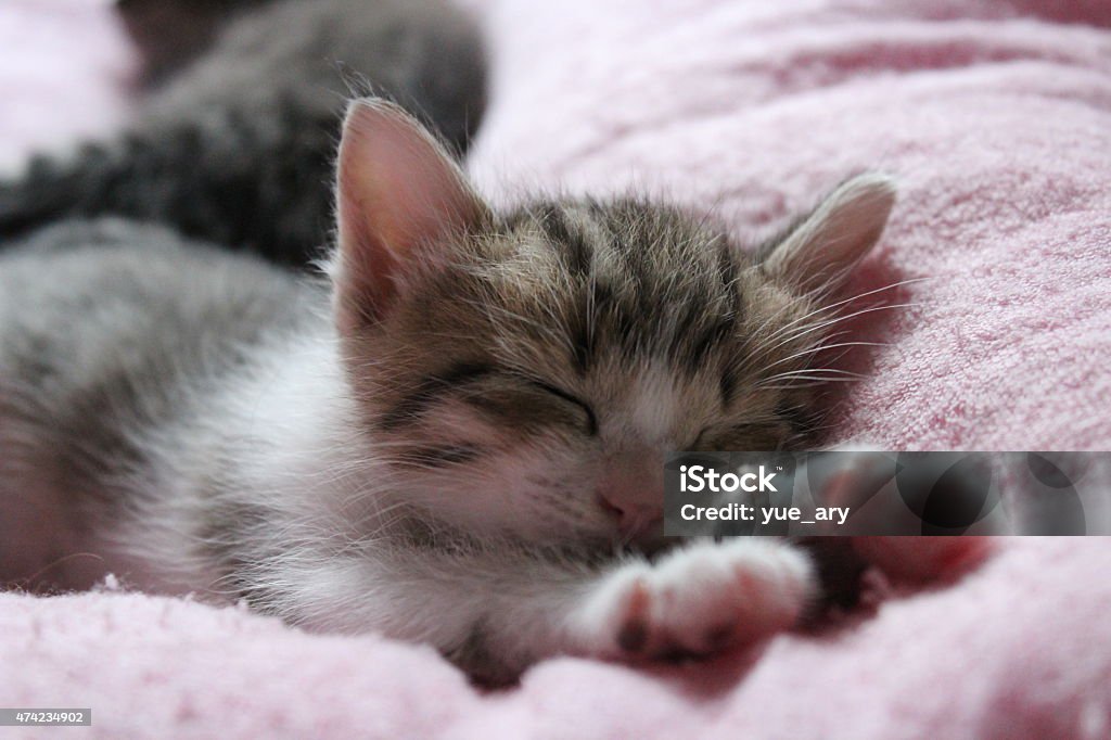 Sleeping cat. This is my cat sleeping after she played a lot! 2015 Stock Photo