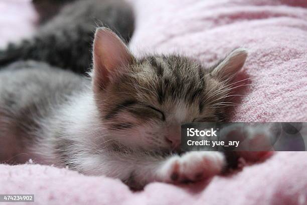 Sleeping Cat Stock Photo - Download Image Now - 2015, Animal, Animal Themes