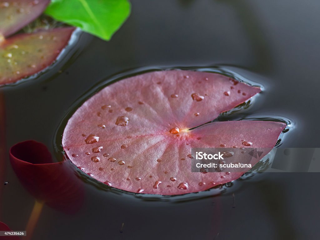 Water lily pad, Seerosenblatt Outdoor close up photography on a red water lily pad. Below Stock Photo