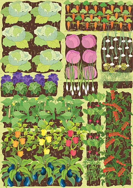 Kitchen garden vector art illustration