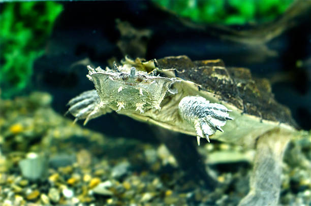 istock freshwater exotic turtles Matamata 474239220
