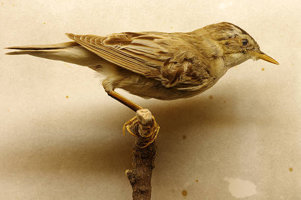 istock saedge warbler taxidermy 474239466
