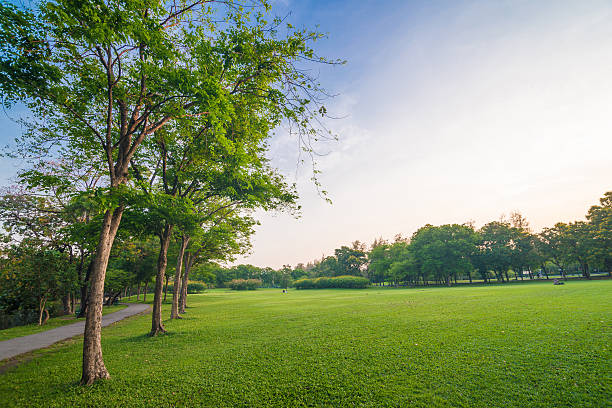 istock beautiful green park with sun light 474241806