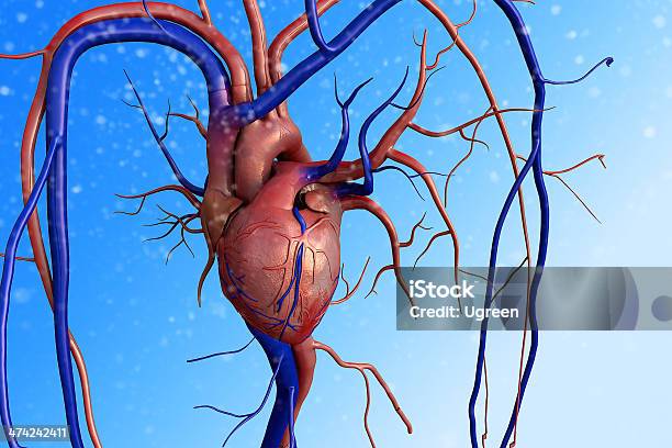 中心人間の心臓 - 冠動脈のストックフォトや画像を多数ご用意 - 冠動脈, 細動脈, 3D
