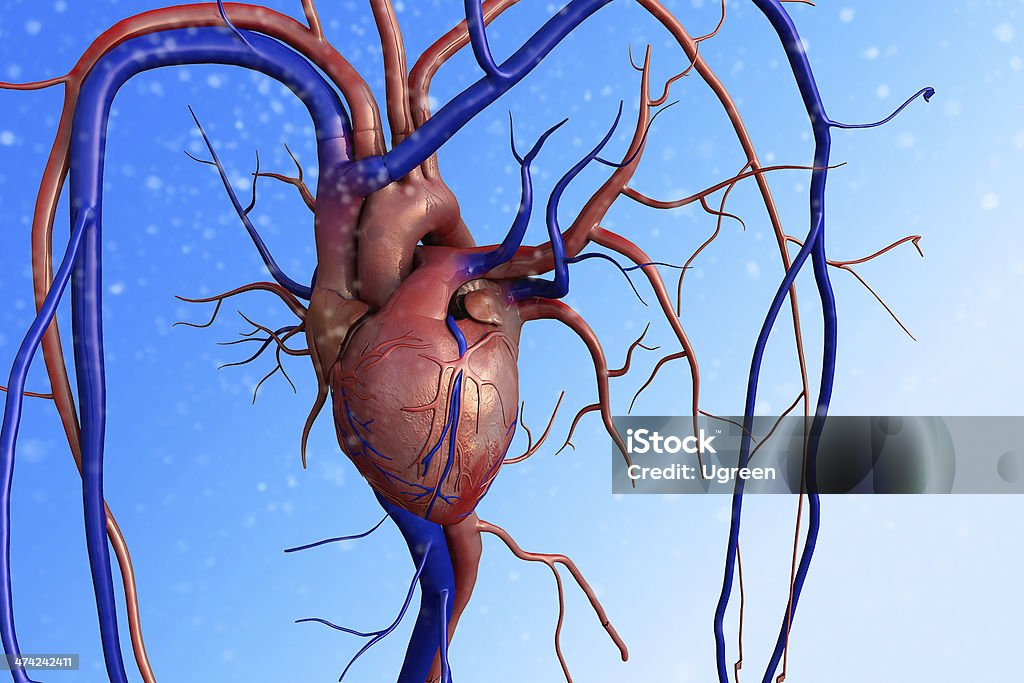 심장, Human heart - 로열티 프리 관상동맥 스톡 사진
