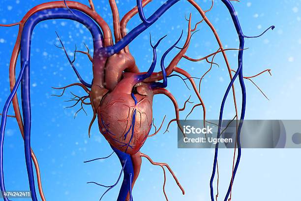 심장 Human Heart 관상동맥에 대한 스톡 사진 및 기타 이미지 - 관상동맥, 소동맥, 3차원 형태