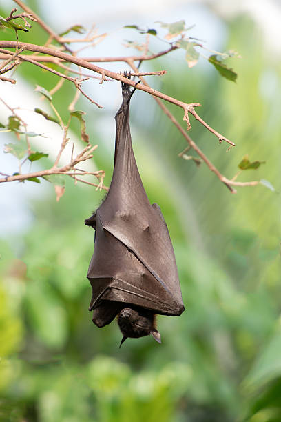 bat hanging on the tree - vleerhond stockfoto's en -beelden