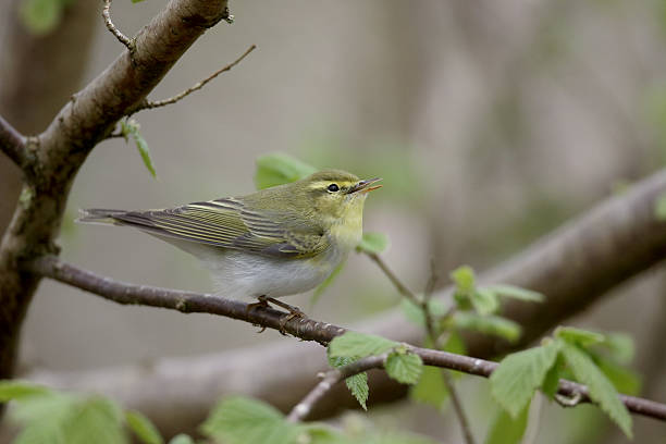 istock Wood warbler,  Phylloscopus sibilatrix 474242890
