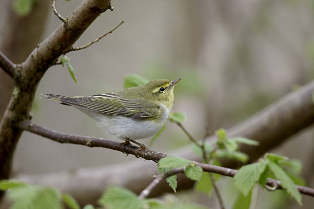 istock Wood warbler,  Phylloscopus sibilatrix 474242892