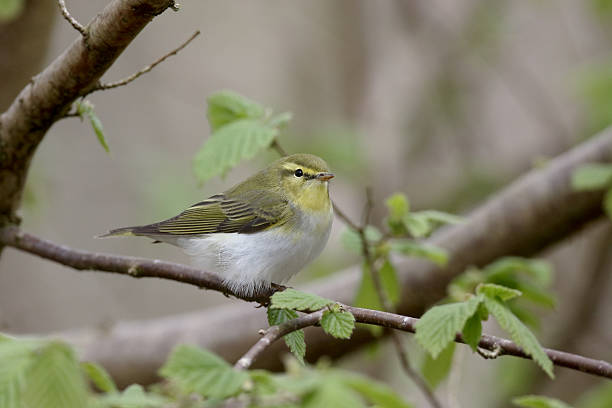 Wood warbler,  Phylloscopus sibilatrix Wood warbler,  Phylloscopus sibilatrix, Single bird on branch, Worcestershire, April 2015 wood warbler phylloscopus sibilatrix stock pictures, royalty-free photos & images