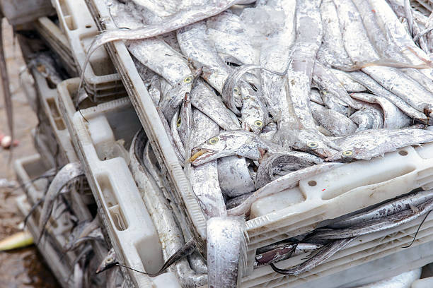 istock Fresh fish in baskets at the port 474242950