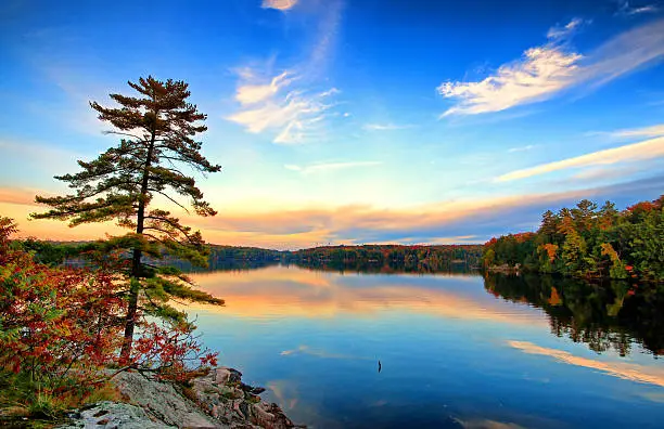 Pine tree on granite bedrock of Canadian Shield in Muskoka cottage country in Ontario Canada