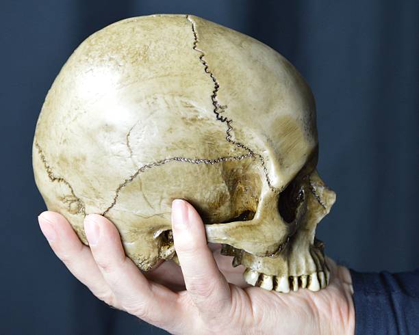 Yorick Hamlet's hand holding Yorick's skull in profile before a black background. jtmcdaniel stock pictures, royalty-free photos & images