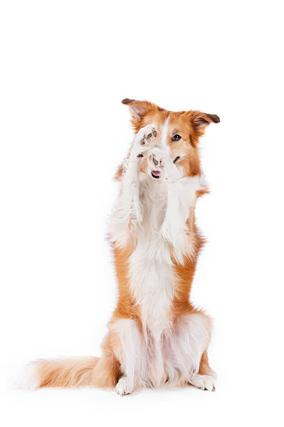 istock beautiful red border collie closes one eye, isolated on white 474249124