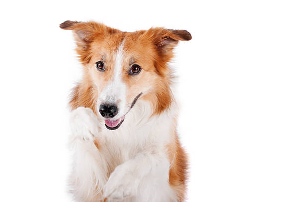 istock red border collie dog portrait, isolated on white 474249128