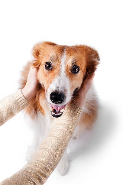 istock man hugging the border collie dog, isolated on white 474249136