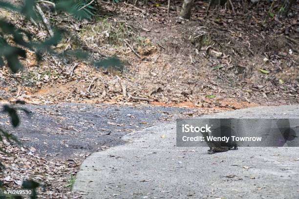 Lace Monitor On A Concrete Road Stock Photo - Download Image Now - 2015, Animal, Animal Wildlife