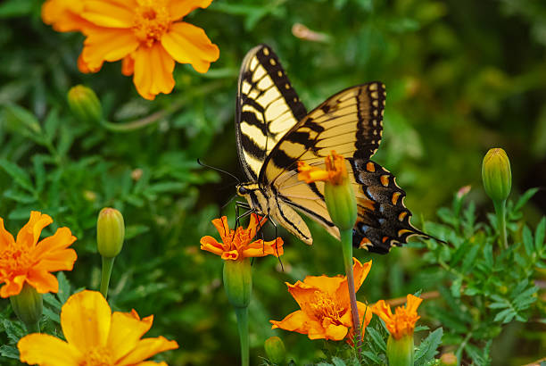 istock Eastern Tiger Swallowtail Butterfly (Papilio glaucus) 474250018