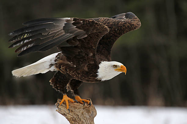 águila calva tome-off - takeoff fotografías e imágenes de stock