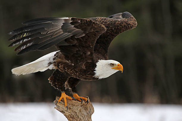 bald eagle décollage - aigle photos et images de collection