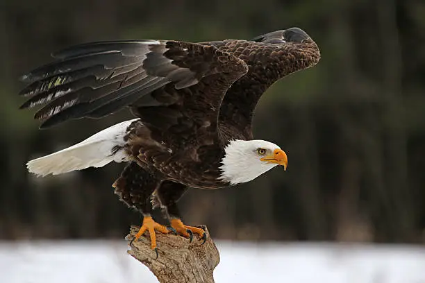Photo of Bald Eagle Take-Off