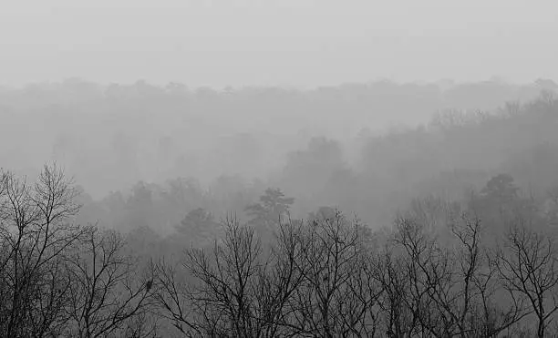 Trees vanish in the dense fog on this foggy, winter morning at Ruffner Moutnain, Birmingham, Alabama.