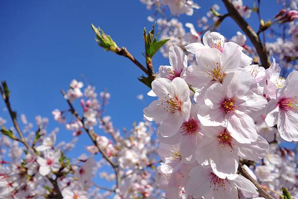 istock Close-up of Cherry Blossoms 474251260