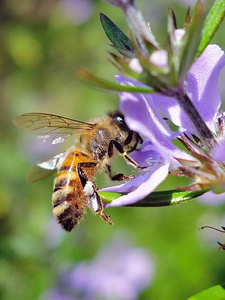 istock Honey Bee on Australian Rosemary Flower 474251312