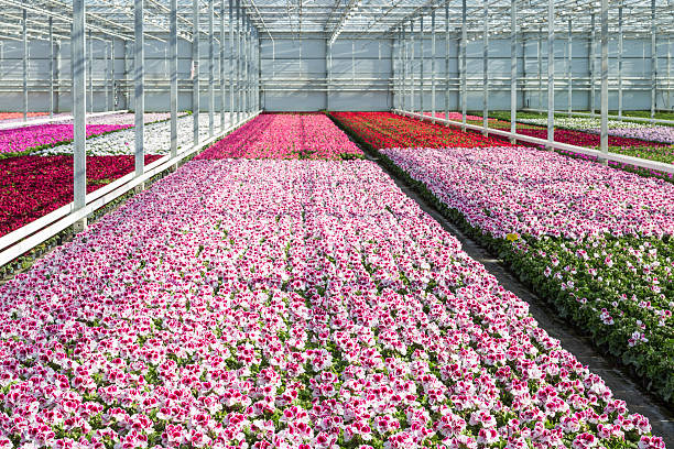 istock Cultivation white and purple geraniums in a Dutch Greenhouse 474251684