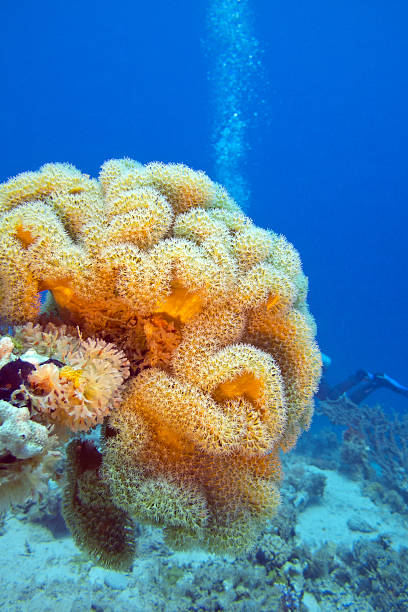 istock mushroom leather coral in tropical sea, underwater 474251814
