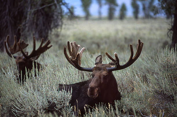 istock Moose Backlit by Early Wyoming Light Lying in Brush 474254302