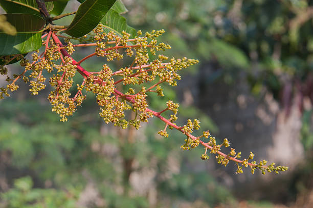 istock Mango flowers in the garden. 474254782
