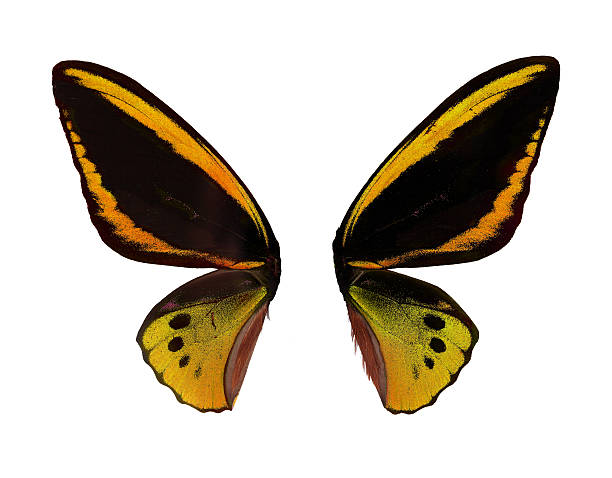 istock Wings Ornitoptera priamus. Yellow Butterfly on white background 474255376