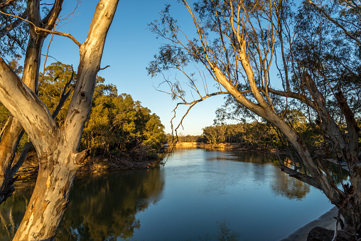Murray river early in the morning with river gum trees on both banks