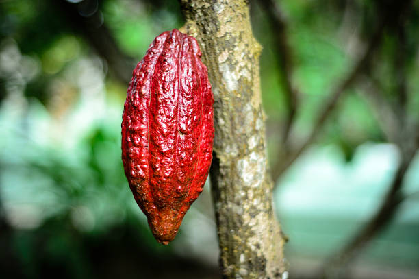 istock Cocoa fruit in Bentre, Vietnam 474256776